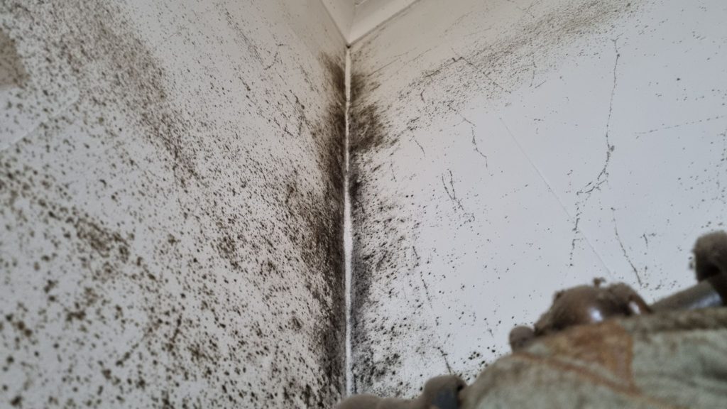 Mould in Corners