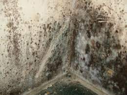 Alternaria mould