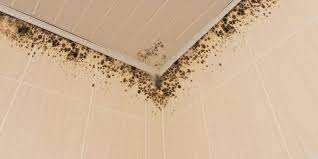 Black Mould