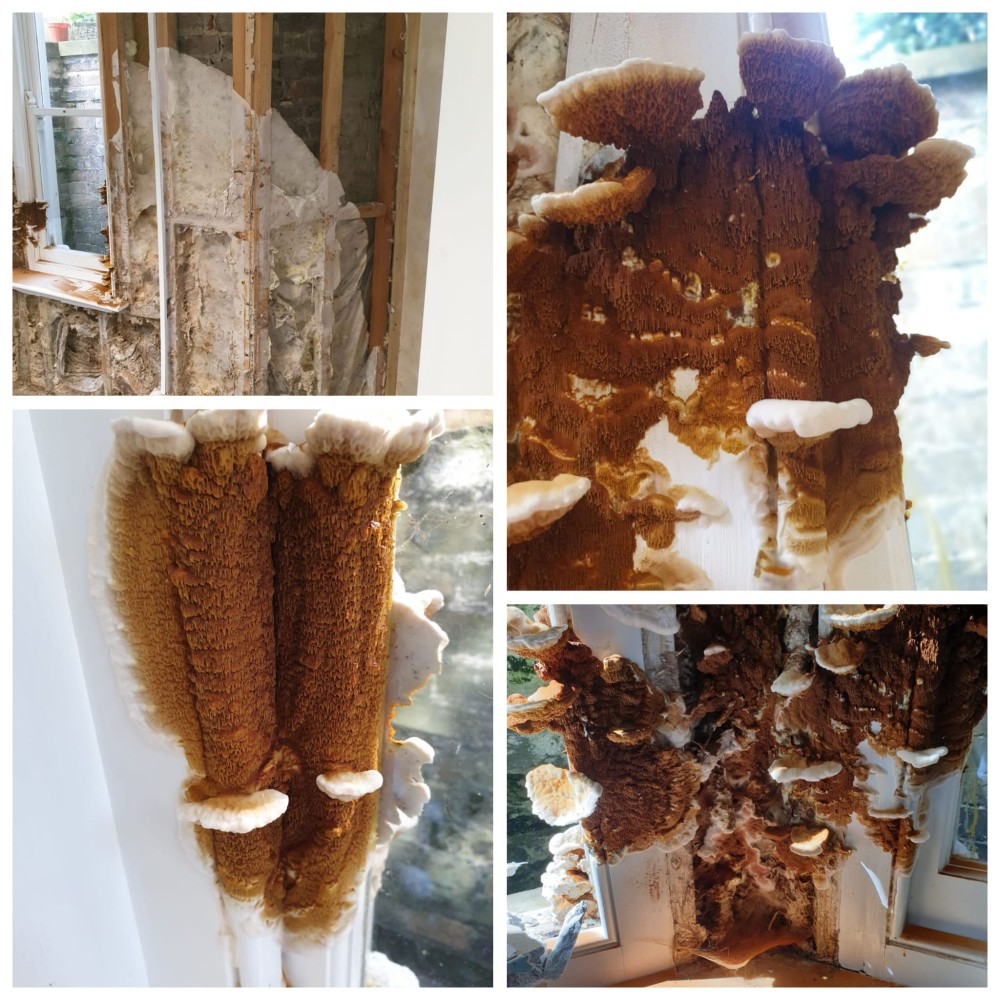dry rot moisture in wood
