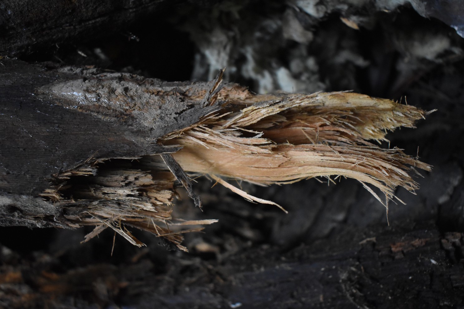 White rot timber decay causing stringy fibrous appearance