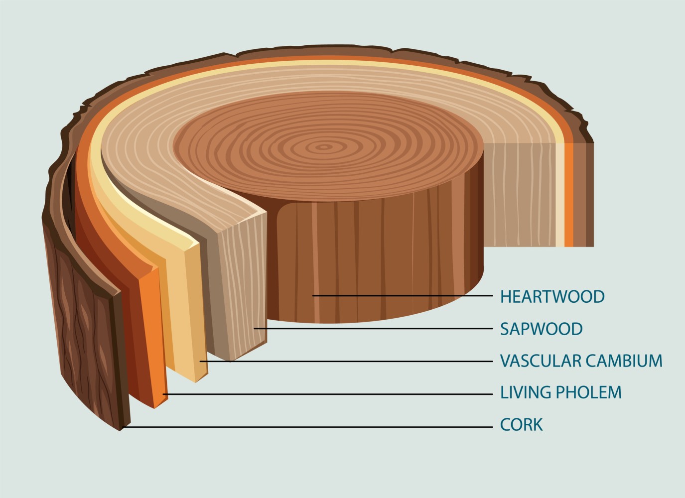 cross section of tree trunk