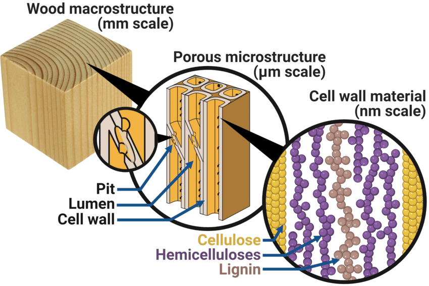 Wood structure showing the cell walls and lumn for moisture in wood