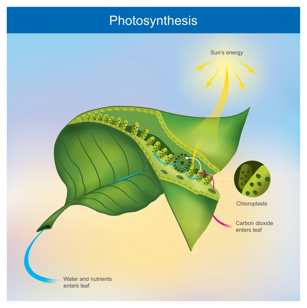 photosynthesis
