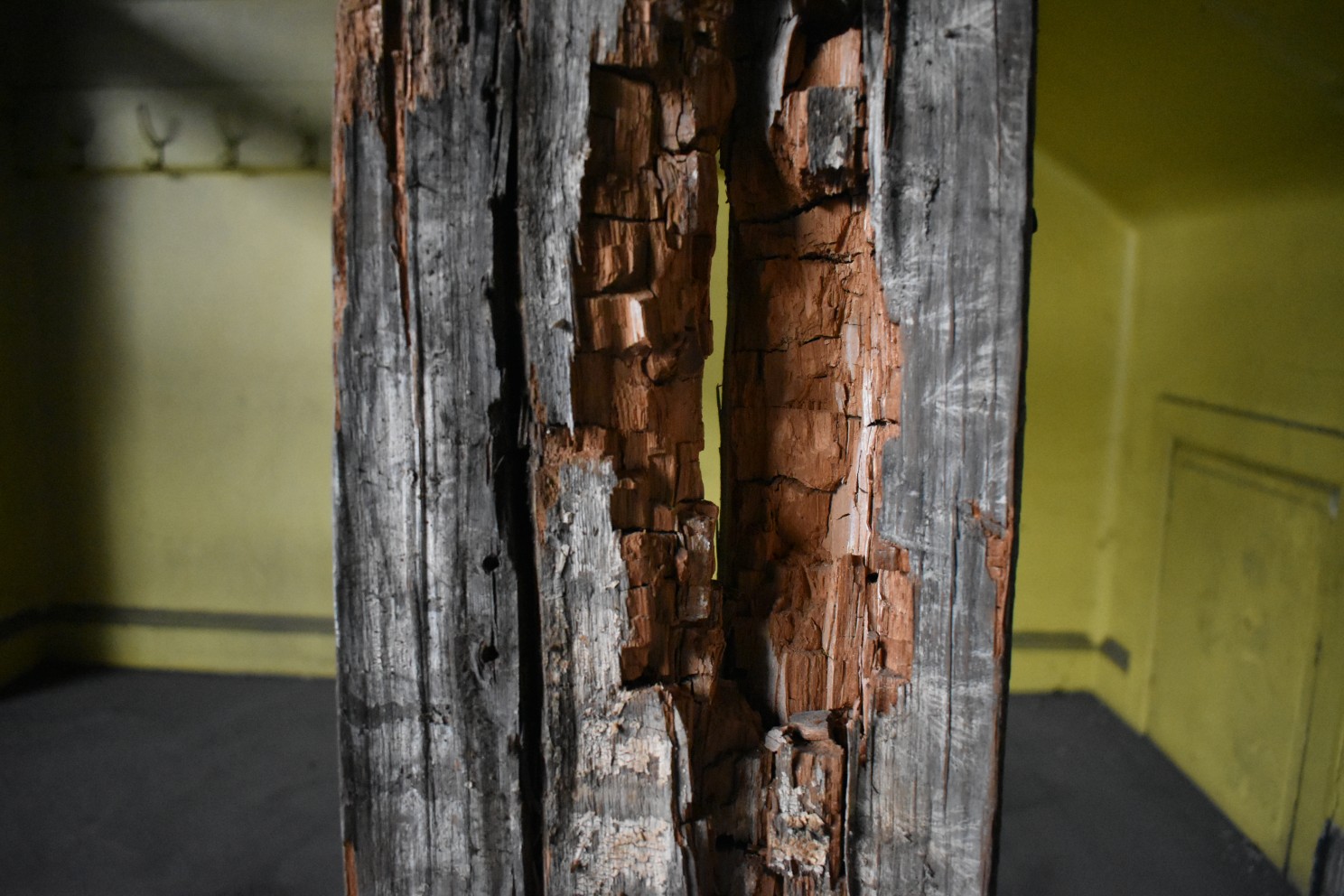 Brown rot timber decay causing cuboidal cracking